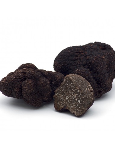 Truffe Noire Melanosporum 2024